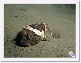 2009-01-13 Redondo Night Dive * (58 Slides)